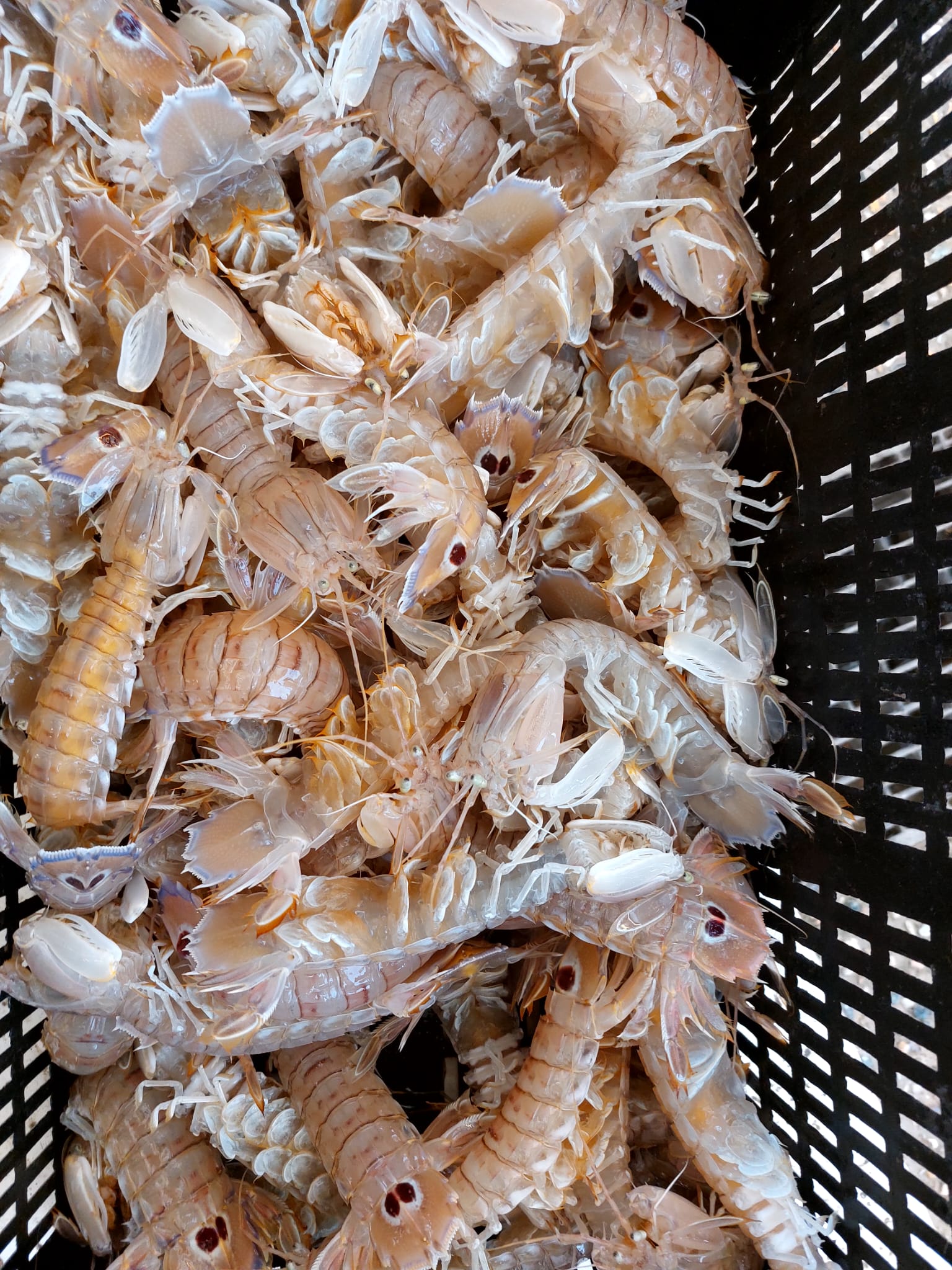 Giuliana Solfanelli | No-Plastic Challenge