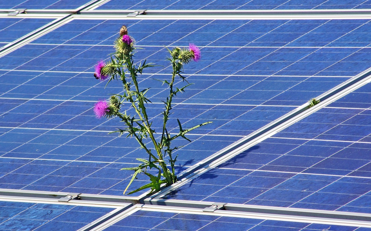 Agrivoltaico. Energia solare e agricoltura possono coesistere. | No-Plastic Challenge